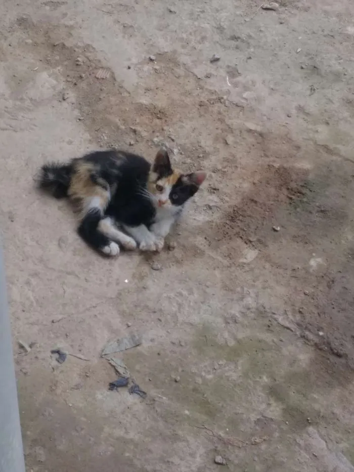 Gato ra a  idade 2 a 6 meses nome Pitika