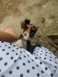 Pitika