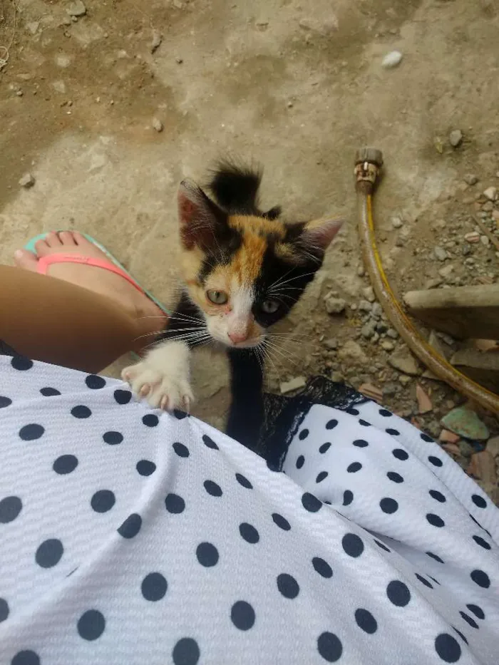 Gato ra a  idade 2 a 6 meses nome Pitika