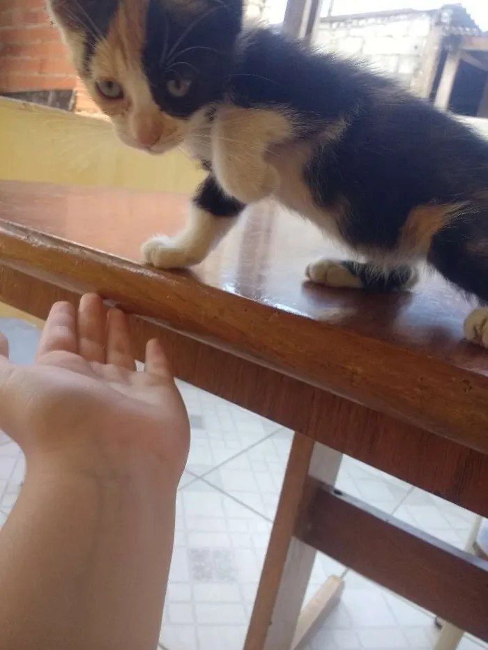 Gato ra a  idade 2 a 6 meses nome Pitika