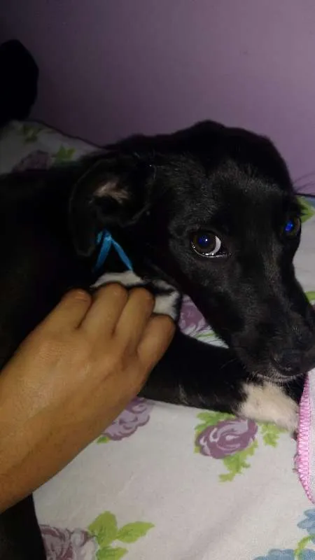 Cachorro raça SRD idade 7 a 11 meses nome Sandy