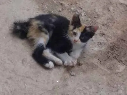 Gato ra a  idade 2 a 6 meses nome Pitika