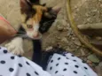 Pitika