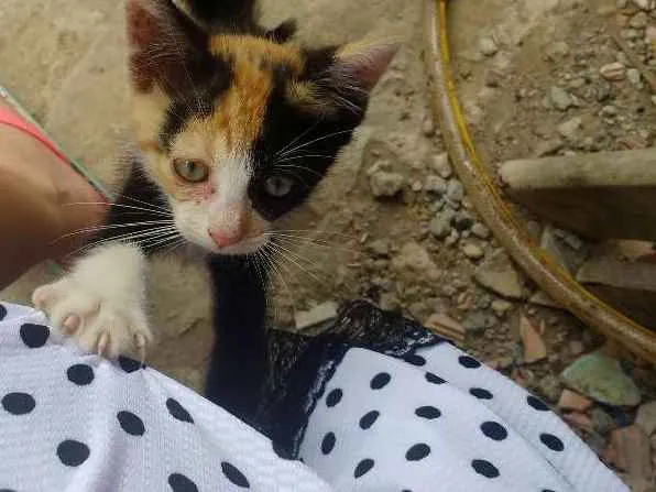 Gato ra a  idade 2 a 6 meses nome Pitika