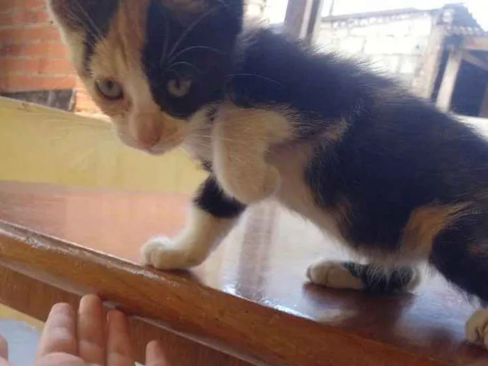 Gato ra a  idade 2 a 6 meses nome Pitika
