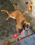 Cachorro raça SRD idade 2 anos nome Coragem