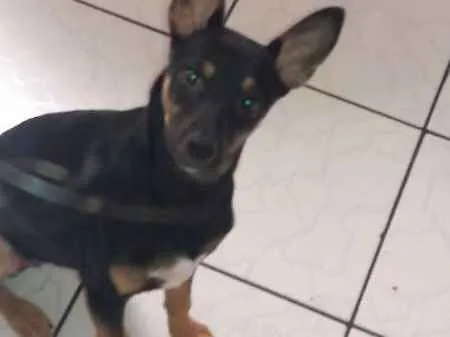 Cachorro ra a Indefinida idade 2 a 6 meses nome Mel