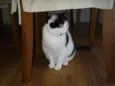 Fofuxa