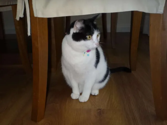 Gato ra a Sem raça definida idade 6 ou mais anos nome Fofuxa