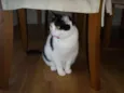 Fofuxa