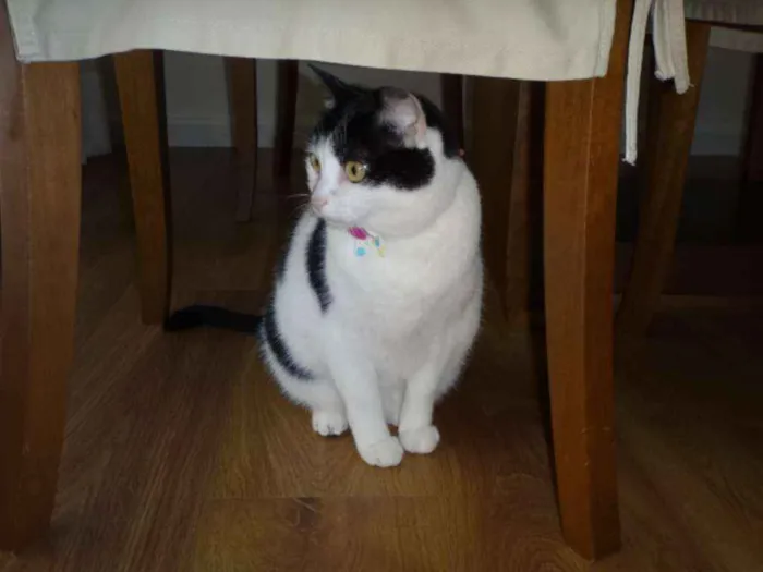 Gato ra a Sem raça definida idade 6 ou mais anos nome Fofuxa