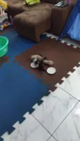 Gatinho