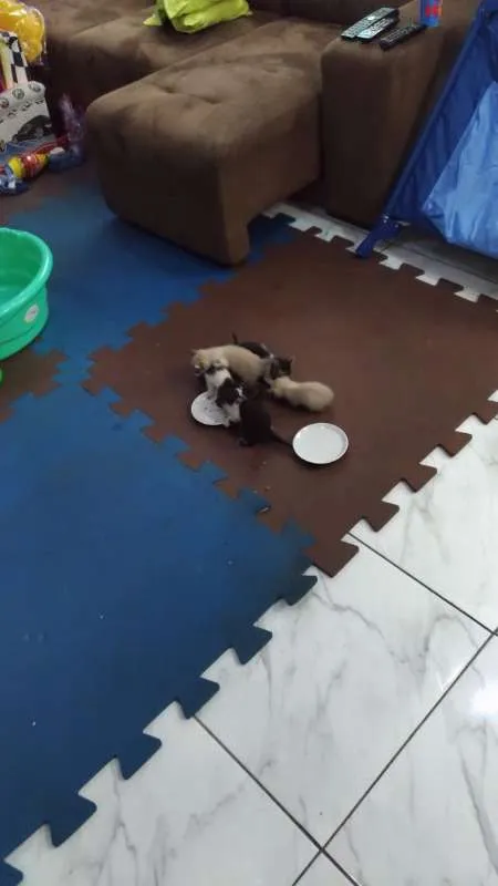 Gato ra a Sem raça definida idade Abaixo de 2 meses nome Gatinho
