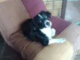 Sid
