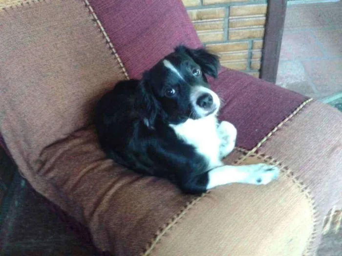 Cachorro ra a Mistuado idade 2 anos nome Sid