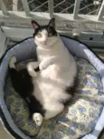 Fofuxa