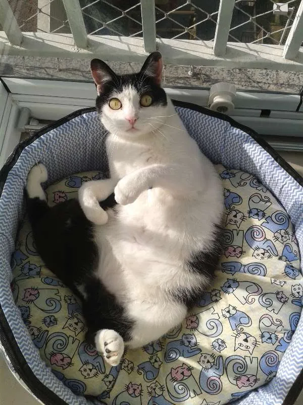 Gato ra a Sem raça definida idade 6 ou mais anos nome Fofuxa