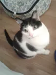 Fofuxa