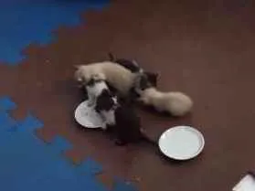 Gato ra a Sem raça definida idade Abaixo de 2 meses nome Gatinho