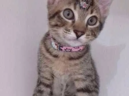 Gato ra a srd idade 2 a 6 meses nome Susy