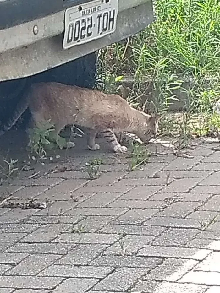 Gato raça  idade 2 a 6 meses nome Life