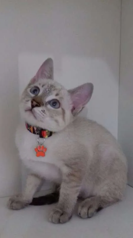 Gato ra a srd idade 2 a 6 meses nome Maria Flor
