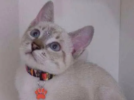 Gato ra a srd idade 2 a 6 meses nome Maria Flor