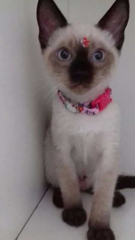 Gato ra a SIALATA idade 2 a 6 meses nome JADE