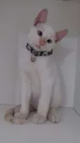 Mingau