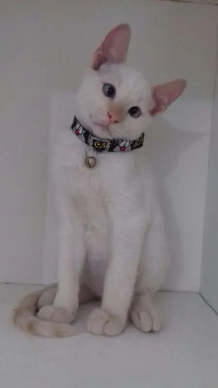 Gato ra a SRD idade 2 a 6 meses nome Mingau