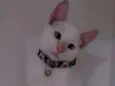 Mingau