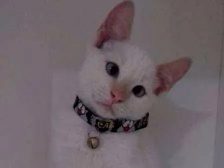 Gato ra a SRD idade 2 a 6 meses nome Mingau