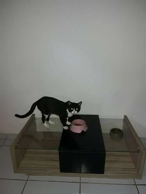 Gato ra a Vira lata idade 1 ano nome Piqueno dd e nina