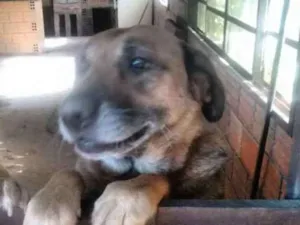Cachorro raça RND  idade 5 anos nome Jimmy