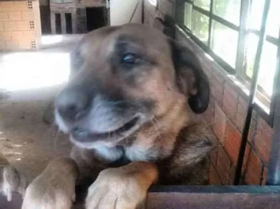 Cachorro ra a RND  idade 5 anos nome Jimmy