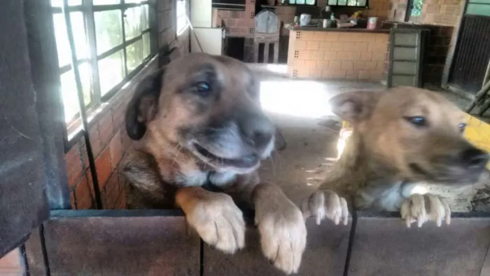 Cachorro ra a RND idade 6 ou mais anos nome Kid