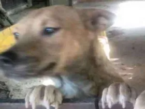 Cachorro raça RND idade 6 ou mais anos nome Kid