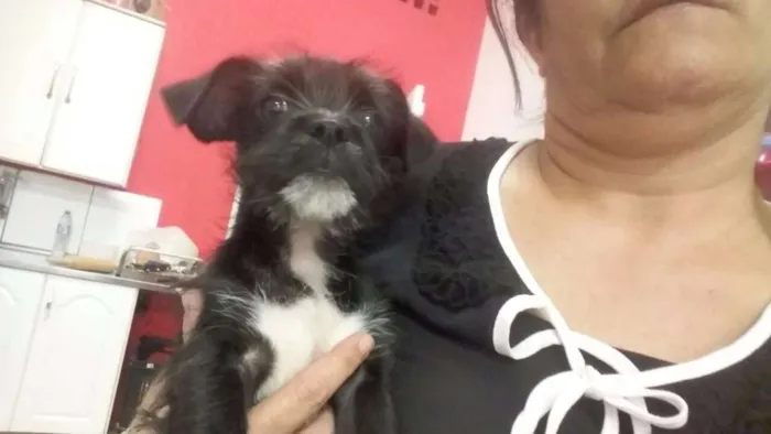 Cachorro ra a srd idade 2 a 6 meses nome Bela