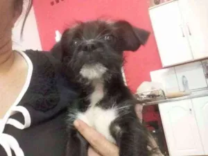 Cachorro raça srd idade 2 a 6 meses nome Bela