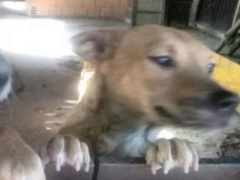 Cachorro ra a RND idade 6 ou mais anos nome Kid