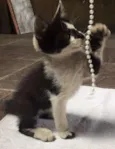 Quietinho