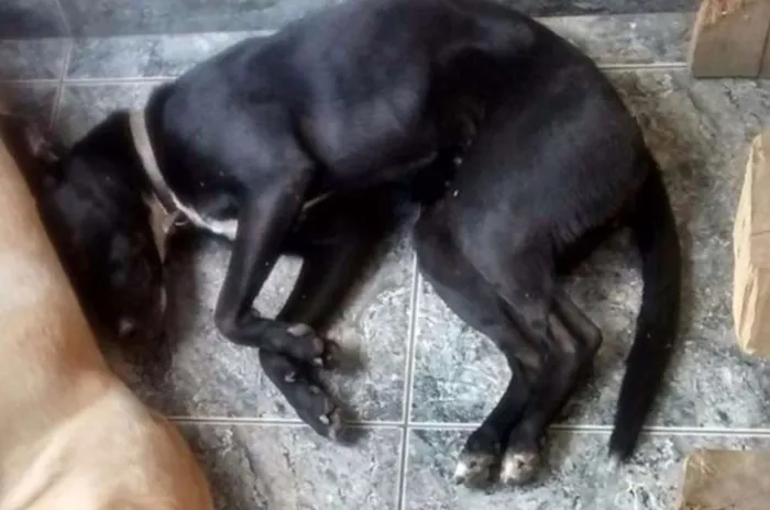 Cachorro raça SRD idade 1 ano nome Jujuba