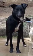 Jujuba