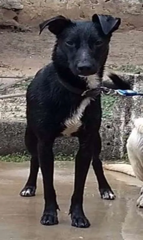 Cachorro raça SRD idade 1 ano nome Jujuba