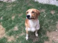 Amora