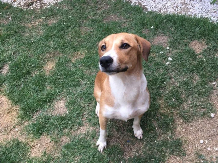 Cachorro ra a Srd idade 7 a 11 meses nome Amora