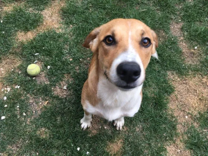Cachorro ra a Srd idade 7 a 11 meses nome Amora