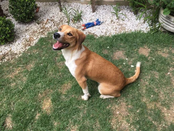 Cachorro ra a Srd idade 7 a 11 meses nome Amora