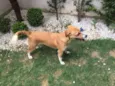 Amora