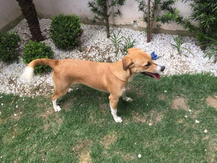 Cachorro ra a Srd idade 7 a 11 meses nome Amora